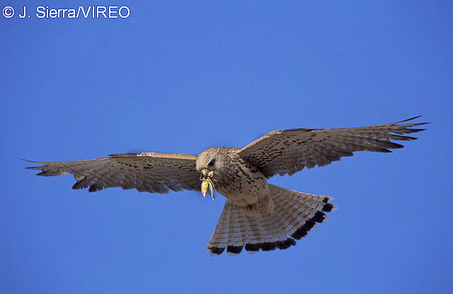 Lesser Kestrel s68-1-066.jpg